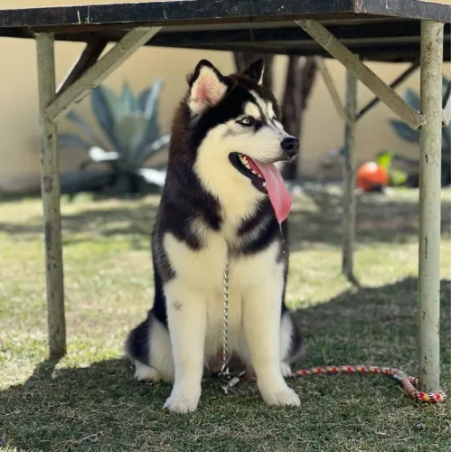 Husky procura namorada