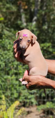 Galgo italiano femea