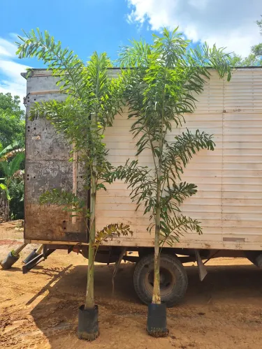 Palmeira raposa de raposa