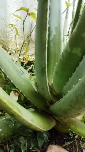 Muda grande, média e pequena de Babosa - Aloe Vera