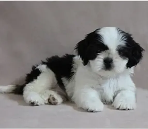 Shih-Tzu Macho White: O Companheiro Perfeito para Seu Lar!