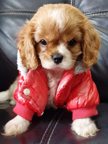 Cavalier King Spaniel Macho Pequeno - Perfeito para famílias