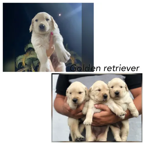 Golden Retriever Filhote com Carteirinha de Vacinação