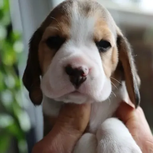 Filhotes de Beagle | Um amigo cheio de entusiasmo.