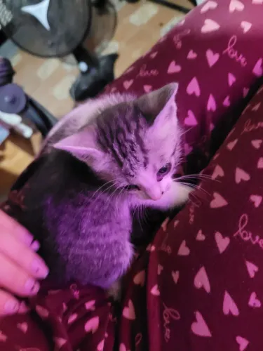 Doa-se gatinhos filhotes