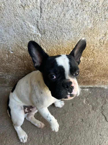 Buldogue francês 