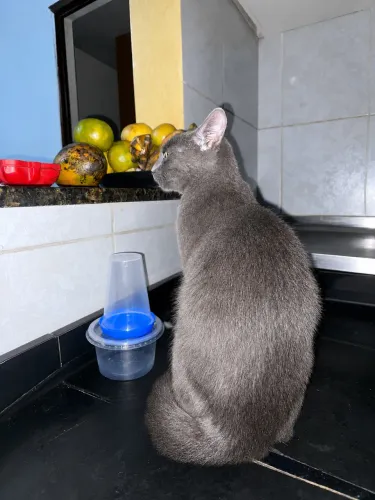 PROMOÇÃO Gato Russian Blue