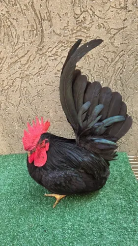 Mini Garnizé Nagasaki Macho