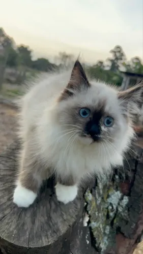 Filhotes de gato Ragdoll 