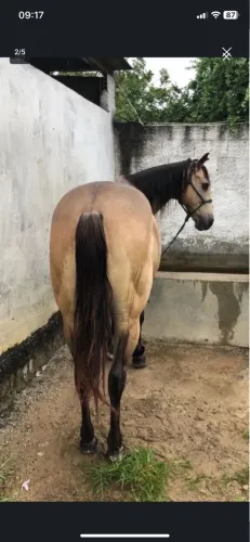 Cavalo de esquerda