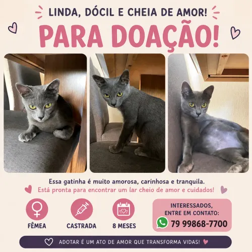 Gatinha fêmea castrada