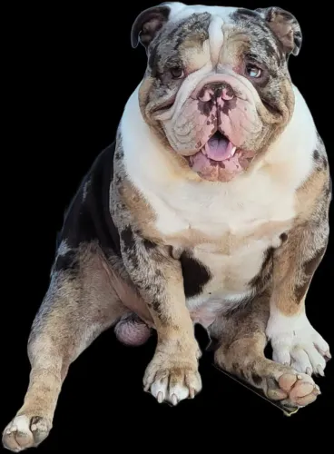 BULDOG INGLÊS DISPONÍVEL PARA CRUZA