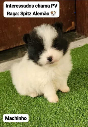 Spitz Alemão Macho