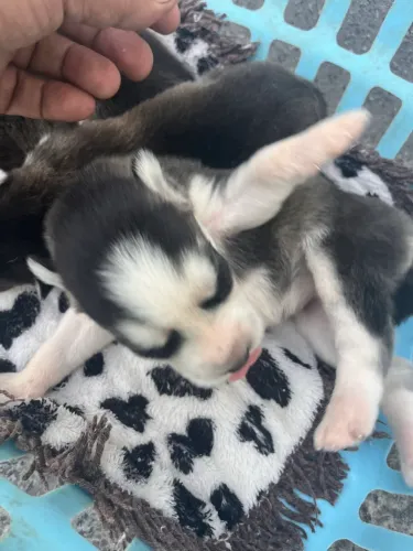 Filhotes de Husky Siberiano