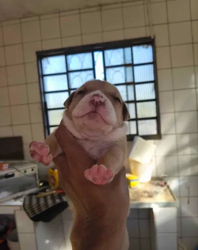 Filhotes de american bully