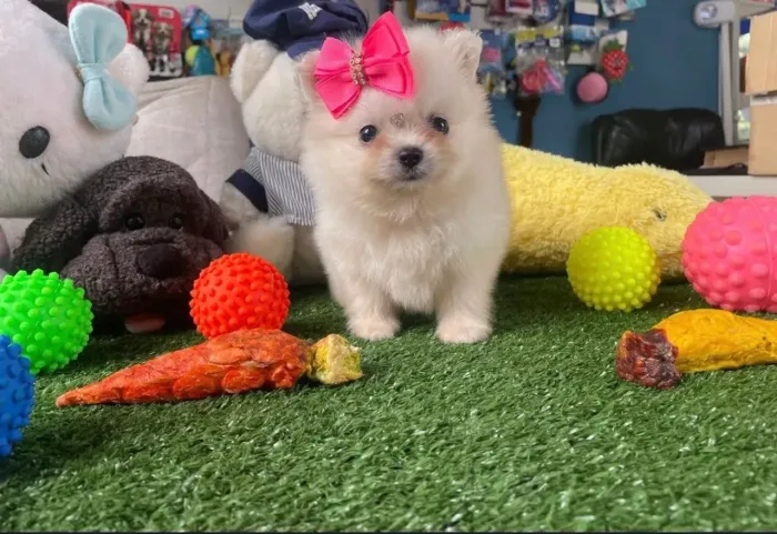 LULU DA POMERANIA SPITZ ALEMÃO FILHOTE
