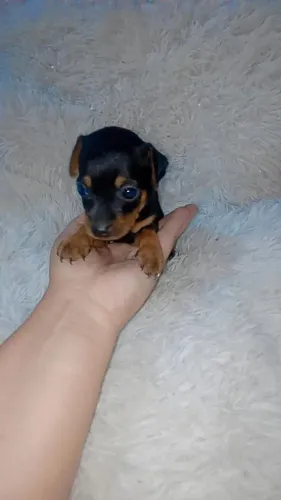 Pinscher zerinho ( fêmea)