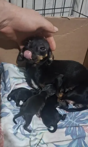 DOAÇÃO de Pinscher Vacinado - APENAS 3 FILHOTES RESTANTES