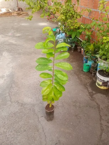 FRUTÍFERAS