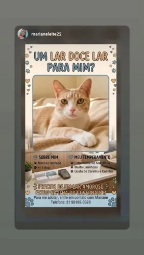 Adoção gato macho castrado 
