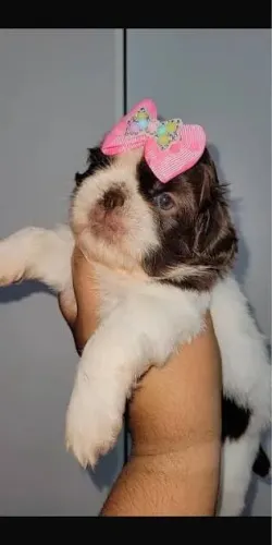 Shihtzu filhoptes