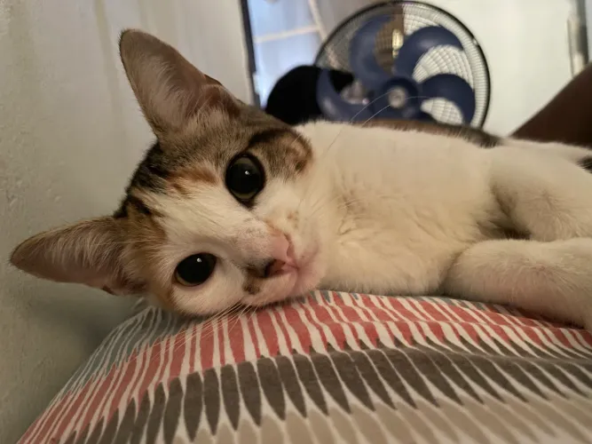 Doação de gatinha 