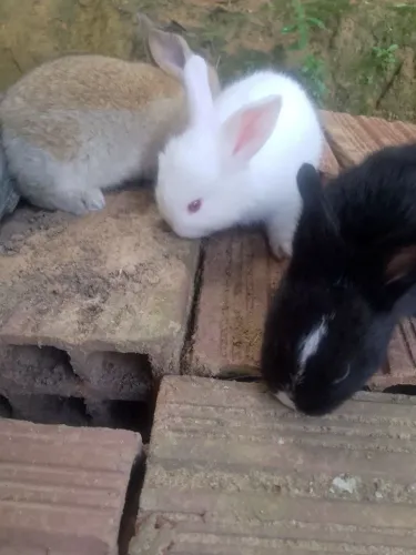 Vendendo filhotes de coelhos porte pequeno 