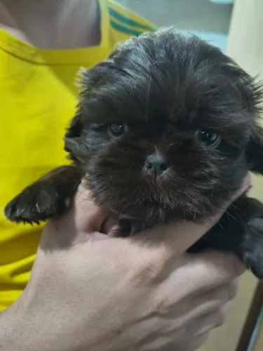 Shihtzu macho chocolate 