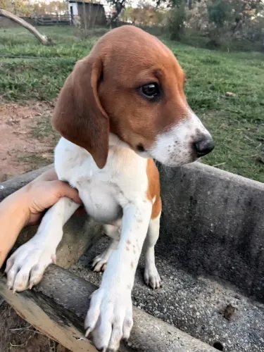 Cachorro americano filhotes