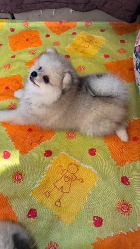 Filhote de lulu da Pomerânia 