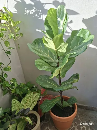 Planta ficus lirata 