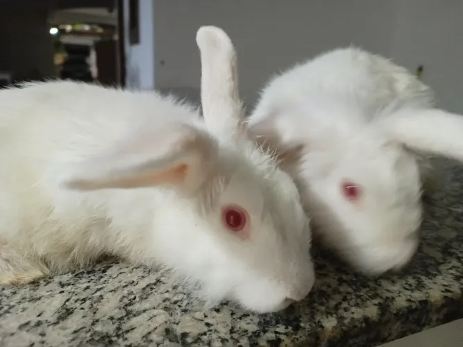 Coelhos e porquinhos da india