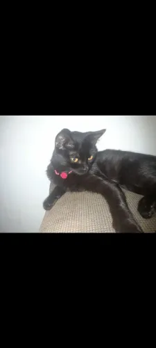 Gata femea