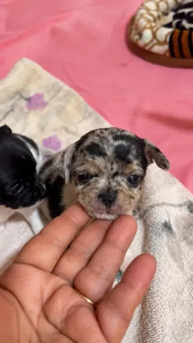 Chihuahua Merle