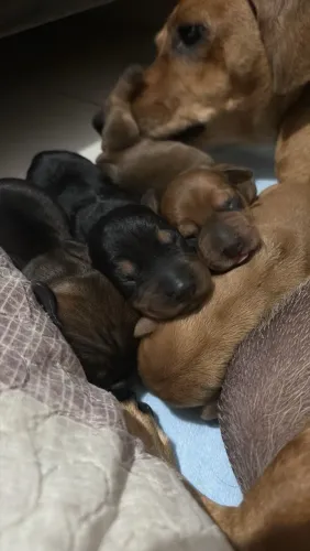 Dachshund ? salsicha ?