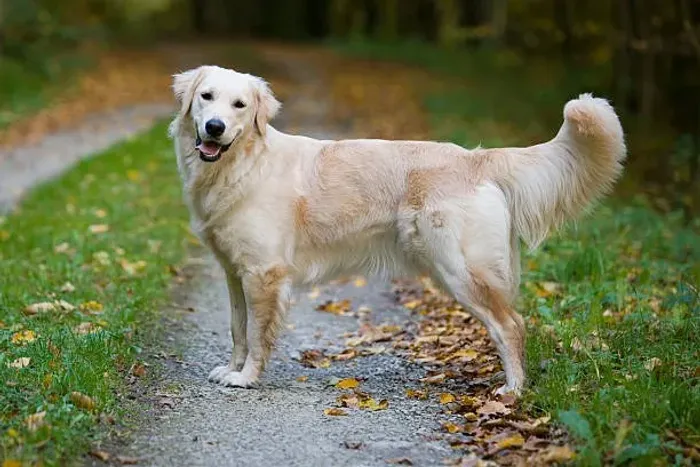? Filhotes de Golden | Seu Novo Melhor Amigo Está Aqui