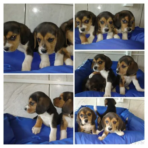 Filhotes Pincher e Beagle maravilhosos