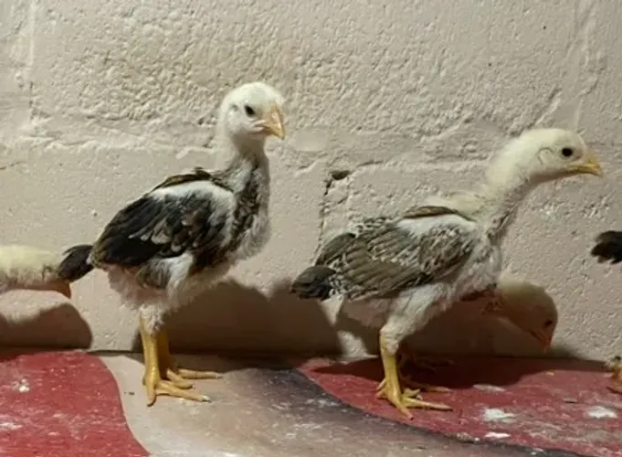 Pintos de raça pura