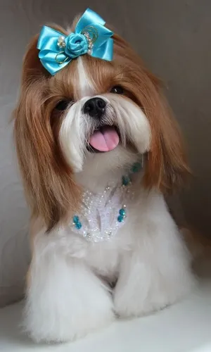 Mini Shitzu miniatura procedência peça já o seu ...
