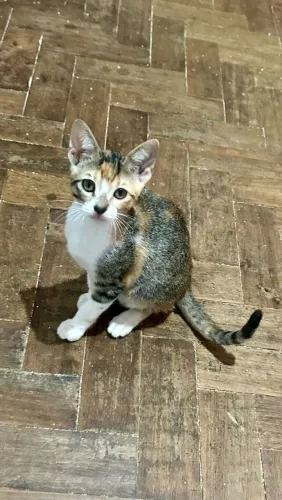 Gata filhote de 3 meses