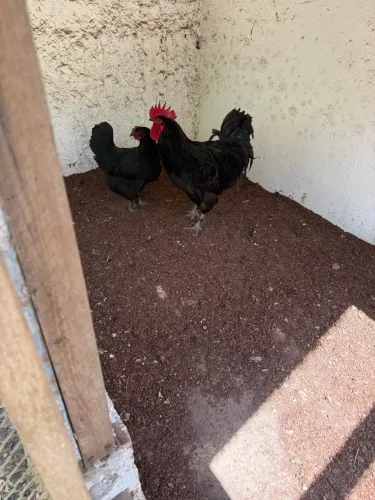 Vendo casal de Gigante Negro