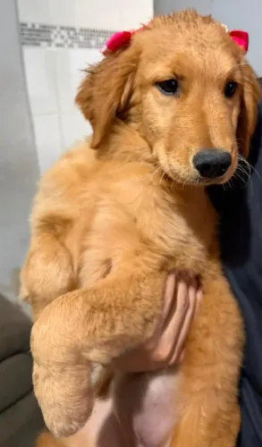 Filhote Golden Retriever