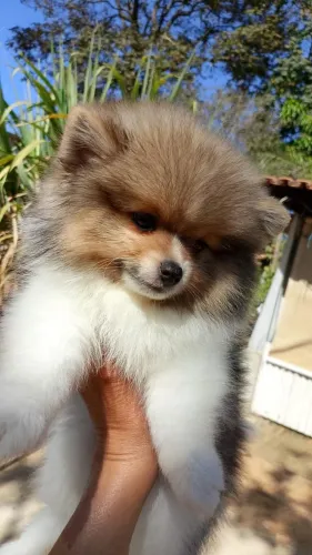 Cachorro Spitz alemão