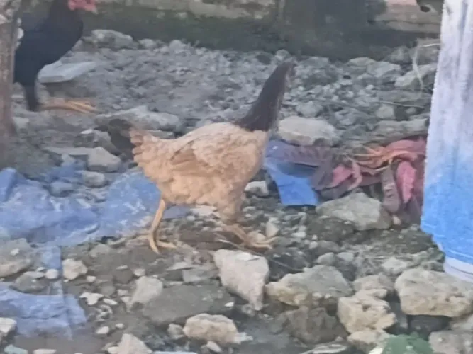 Vendo dois galos 80 cada um e uma galinha por 60