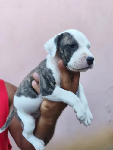 Filhote de Cachorro