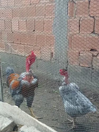 Casal de galinha + frango 