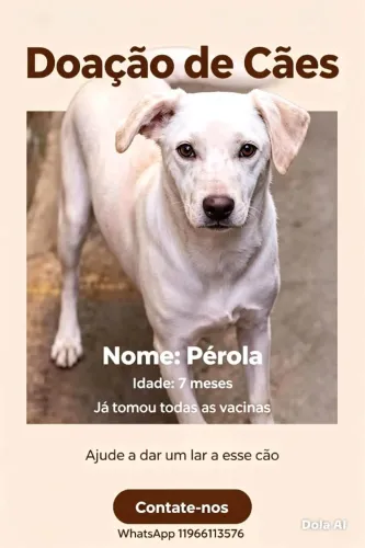 DOAÇÃO DE PET, JÁ COM TODAS AS VACINAS, TEM 7 MESES