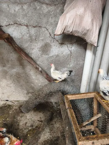 Vendo garnizer fêmea todas pono tenho 3