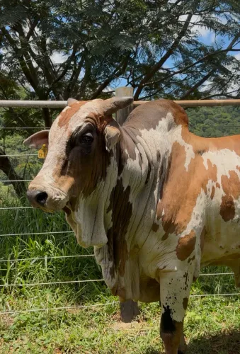 Touro reprodutor Nelore Pintado PO de 4 anos AVALIO TROCA