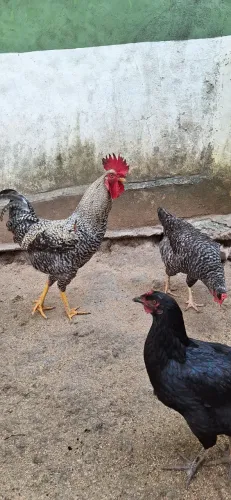 Vendo 2 galos
